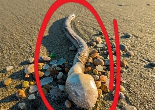 While walking with the dog, we found this on the beach.