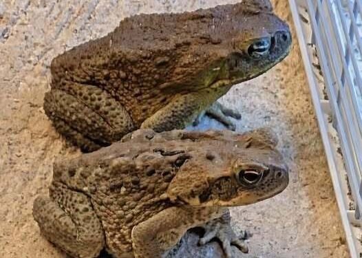 Why a Toad Might Appear in Your Home and What It Could Mean