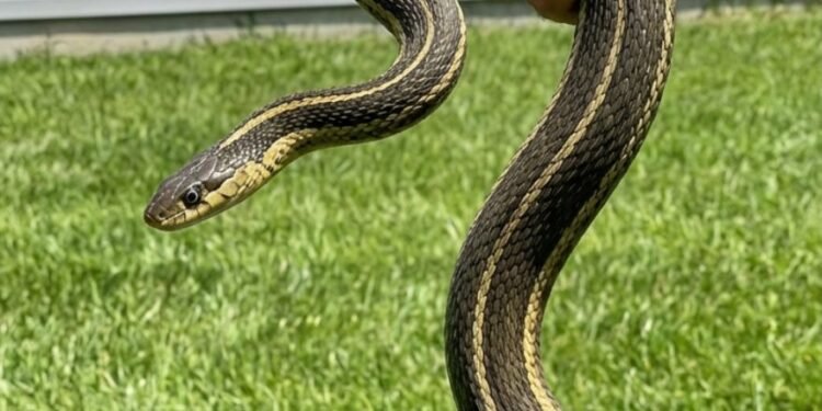 8 Easy Ways To Keep Snakes Away From Your Yard