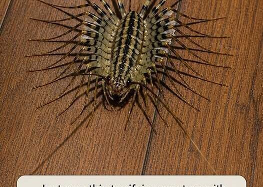 I just saw a nightmare with too many legs in my basement—should I be worried?