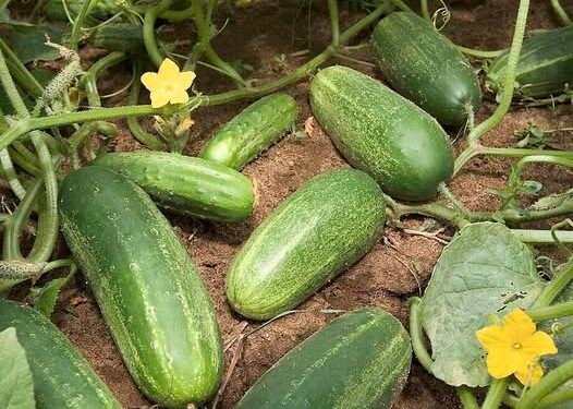 DOCTORS FINALLY REVEAL THE HIDDEN IMPACT OF EATING CUCUMBERS EVERY DAY