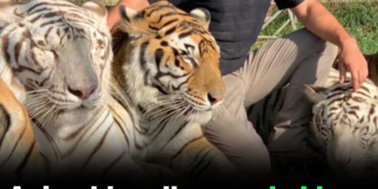 ‘Tiger King’ associate dies after being mauled by tiger during live performance