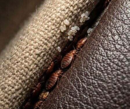 Sofa Surprise: The Strange Thing I Found Hidden in My Couch — And Why It Wasn’t What I Feared