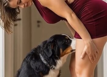 Why Dogs Sniff People: The Real Meaning Behind That Awkward Greeting