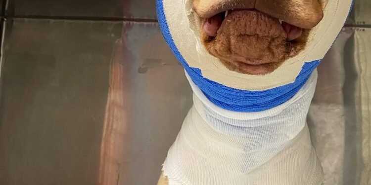 Buddy was cruelly set on fire and strangled with an extension cord – but look at him today