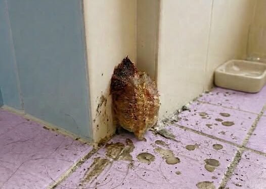 Home Alone for 10 Days, Resident Returns to Strange Bathroom Growth—Turns Out to Be Harmless Slime Mold