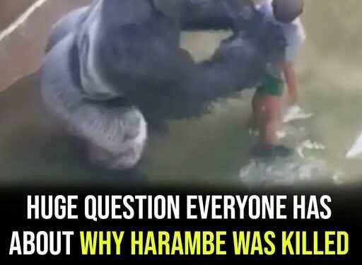 Question everyone has about why Harambe was killed has been answered – 10 years after his death