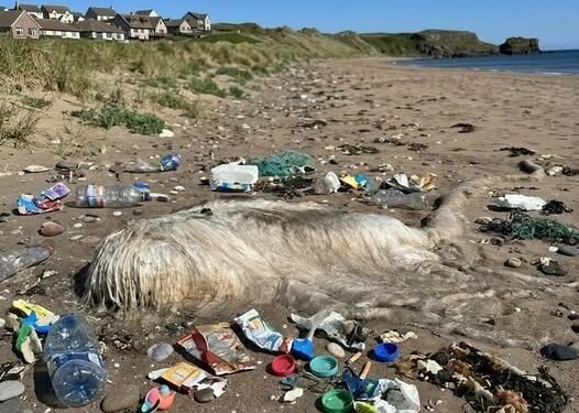 Strange Discovery on Beach Turns Out to Be One of the World’s Largest Jellyfish