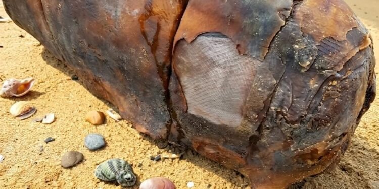 I was walking on the beach when I suddenly came across this.