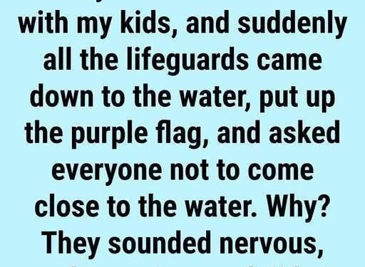 Why You May See a Purple Flag at the Beach: Understanding Ocean Safety and Marine Life Warnings