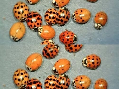 What It Means If You See a Yellow Ladybug: Symbolism, Science, and Natural Significance