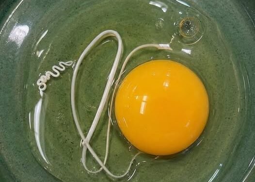 I Thought the White String in My Egg Was Something Dangerous—The Truth Completely Surprised Me