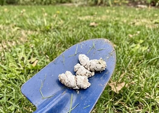 Why Would Your Pooch Have White Poop?