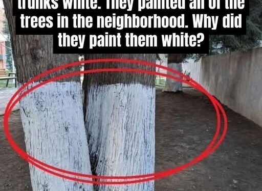 Why Are Some Trees Painted White?