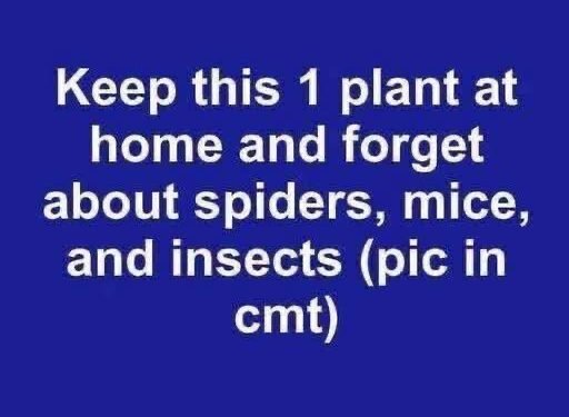 How to Stop Flies, Mosquitoes, and Cockroaches Naturally