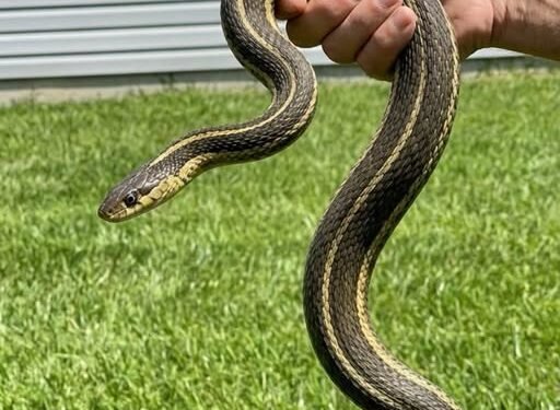 The Backyard Visitor That Changed Everything
