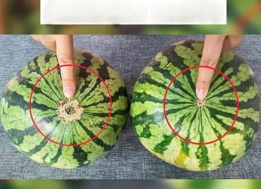 No more bland watermelons! Here’s a sure-fire visual guide to finding the sweetest fruit at the market.