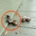 My Balcony Discovery Left Me Paralyzed With Fear Until I Saw The Truth